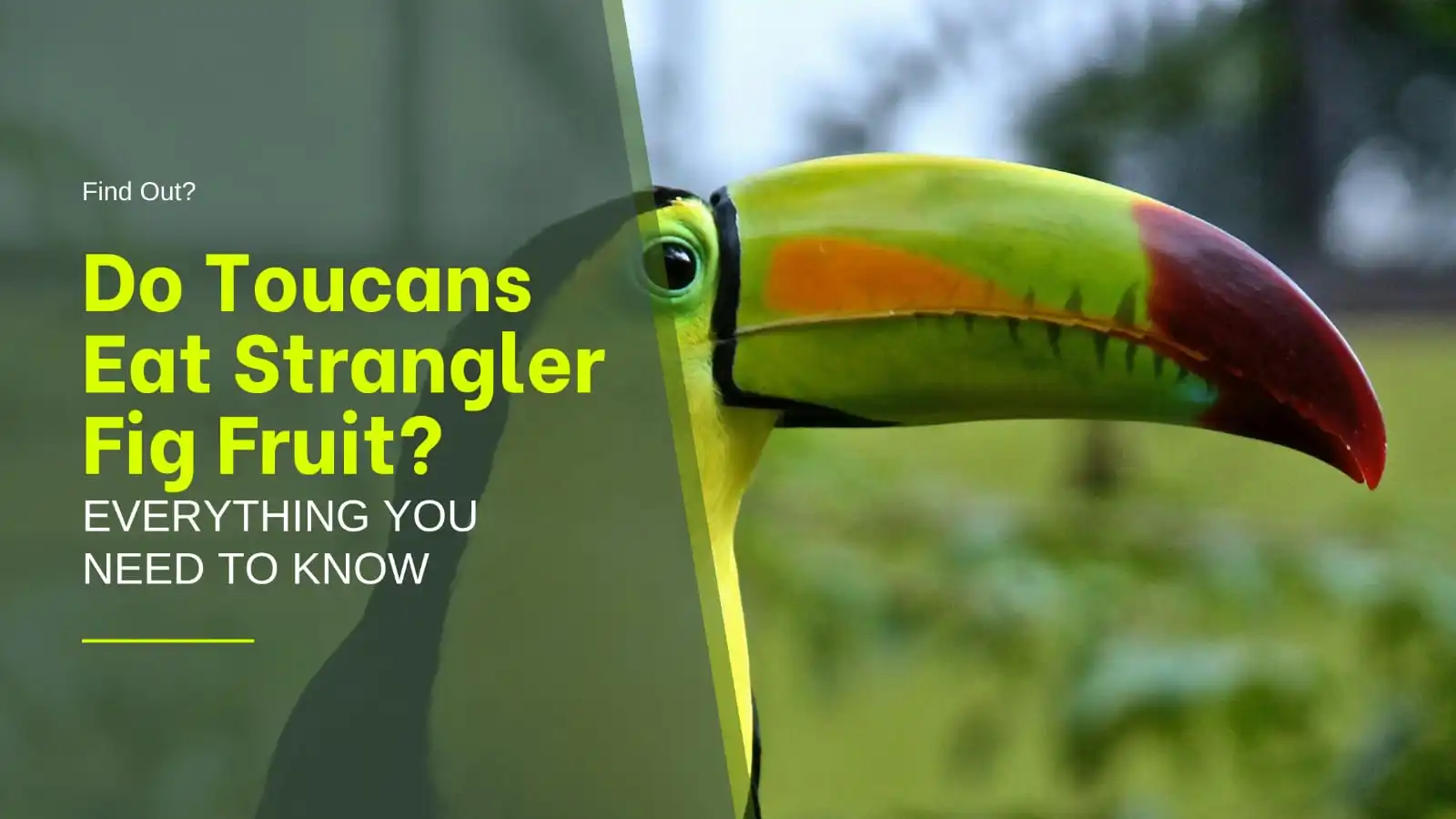 Toucan in the rain forest looking for strangler fig fruits to eat